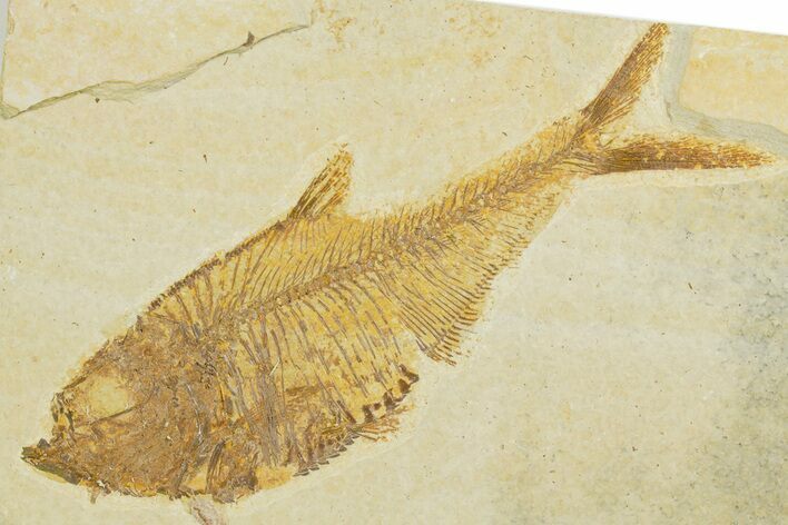 Detailed Fossil Fish (Diplomystus) - Wyoming #355676